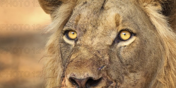 African Lion (Panthera leo) male portrait, Zambezi River, Zambia
