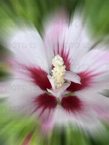 Althaea officinalis, rose mallow, shrub mallow, garden mallow, Syrian mallow, Sharon rose, festival flower (Hibiscus syriacus), zoom effect