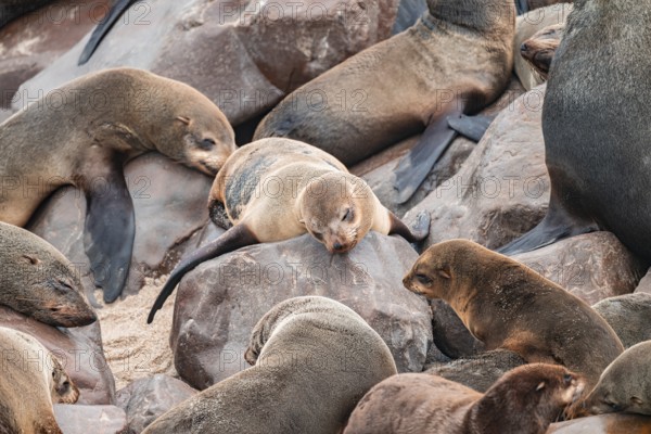 Seal colony, fur seal sleeping, Cape fur seal (Arctocephalus pusillus), Cape Cross, Atlantic coast, Namibia