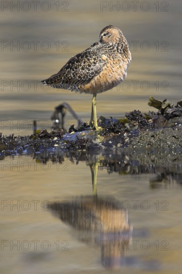 Short-billed Dowitcher (Limnodromus griseus), British Columbia, Canada