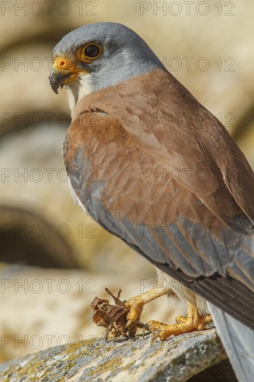 Lesser Kestrel (Falco naumanni), male with cricket, Castile-La Mancha