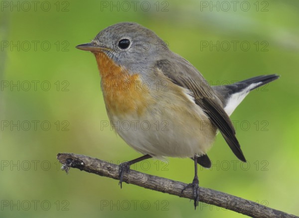 Taiga Flycatcher (Ficedula albicilla) male, Maharashtra, India