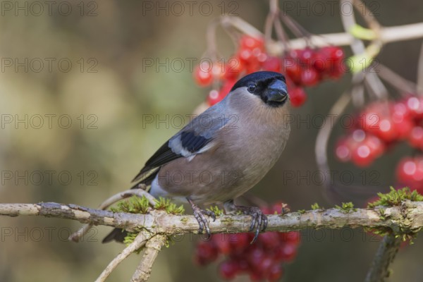 Female bullfinch (Pyrrhula pyrrhula) on a branch with red berries, surrounded by dark background, Baden-Württemberg, Germany