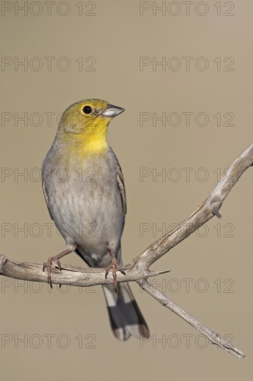 Turkey Bunting, (Emberiza cineracea), animals, birds, biotope, perch, bunting family, Lesvos, Greece