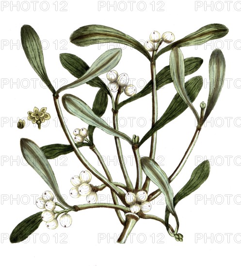Viscum album, European mistletoe, digital reproduction of a historical original, between 1790 and 1810