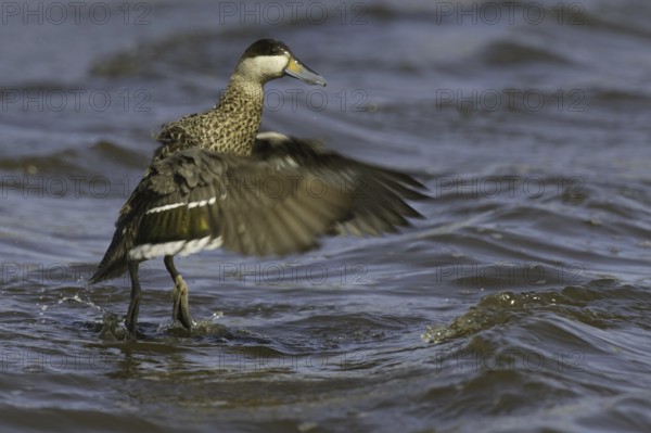 Silver Teal (Spatula versicolor), Falkland Islands