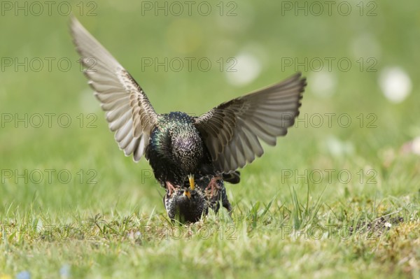 Common Starling (Sturnus vulgaris) pair mating, Bavaria, Germany