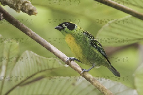 Green-and-gold Tanager (Tangara schrankii), Ecuador