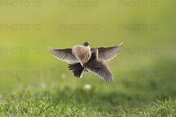 Eurasian Skylark (Alauda arvensis) fighting for territory, Hesse, Germany