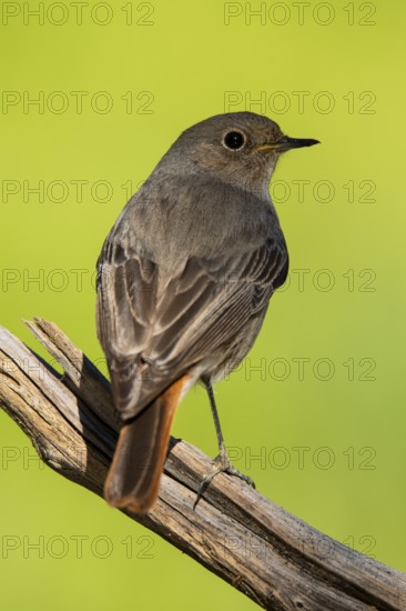 A detailed portrait of a Black Redstart, Phoenicurus ochruros, beautifully perched on a weathered branch, set against a vivid green backdrop in Andalucia