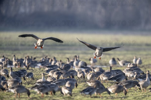 Bean geese (Anser fabalis), Emsland, Lower Saxony, Germany