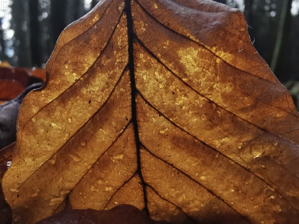 Illuminated close-up of a brown leaf with a distinctive structure and visible veins and cells in autumn, Frankenwald nature park Park