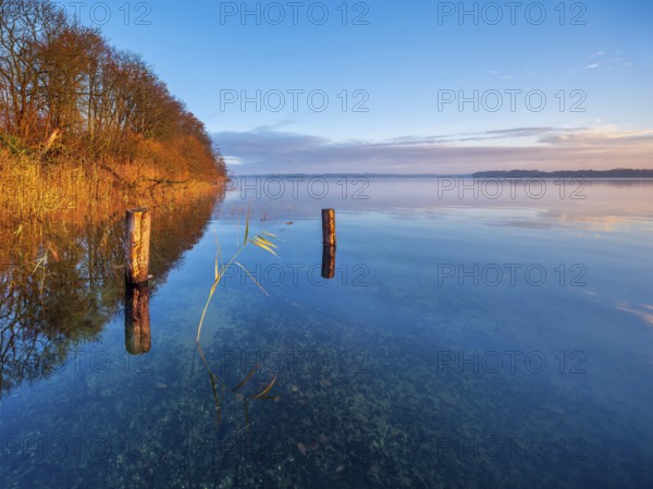 Posts and reeds in Schaalsee in the first morning light, reeds in autumn colors, Schaalsee Biosphere Reserve, Mecklenburg-Western Pomerania Germany