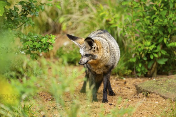 Bat-eared fox (Otocyon megalotis) walking on the ground looking for food, Bavaria, Germany