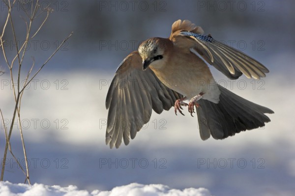 Jay, European Jay, Jay, eurasian jay (Garrulus glandarius), Geai des chênes, Arrendajo Común, Arrendajo, winter, snow, flight recording, Ormoz area, Ormoz, Podravska, Slovenia