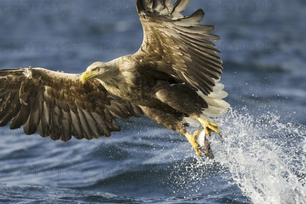 White-tailed Eagle (Haliaeetus albicilla) flying, Nord-Trondelag, Norway