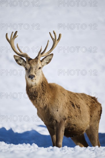 Red deer (Cervus elaphus) stag on a snowy meadow in the mountains in tirol, Kitzbühel, Wildpark Aurach, Austria