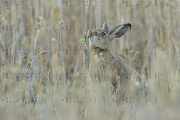 European brown hare (Lepus europaeus) adult animal feeding on a wheat sheath in a farmland field in summer, England, United Kingdom