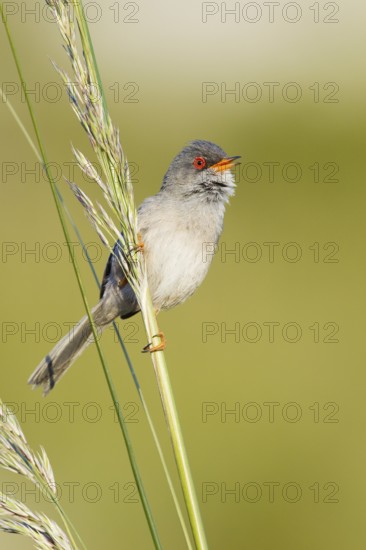 Balearic Warbler (Sylvia balearica) male singing, Mallorca, Spain