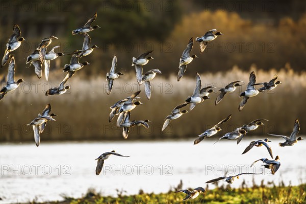 Eurasian Wigeon, Mareca penelope, birds in flight over marshes in Devon, England, United Kingdom