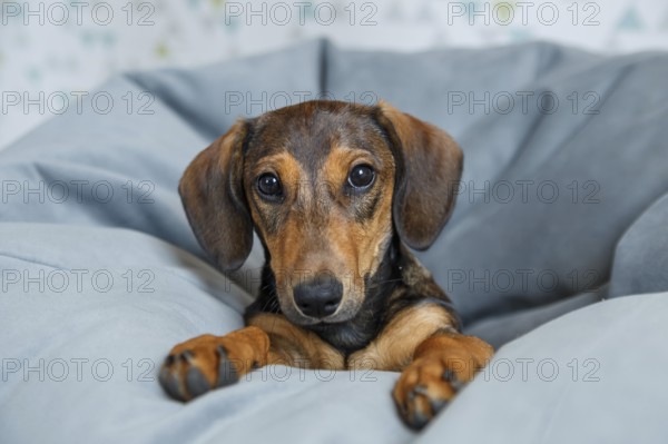 A charming dachshund puppy with expressive eyes rests comfortably on a soft grey been bag, looking directly at the camera with a cute, curious gaze