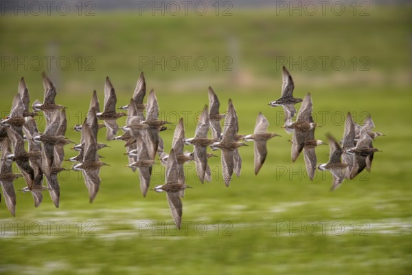 A flock of ruffs (Calidris pugnax, Syn.: Philomachus pugnax) flies close over the water, dynamic representation of wildness, Dümmer nature park Park, Lower Saxony, Germany
