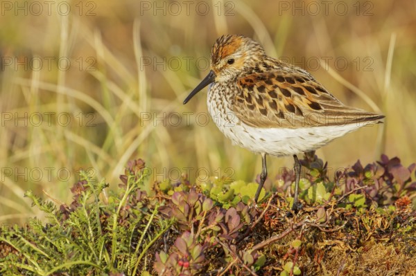 Western Sandpiper (Calidris mauri) perched on the tundra in Nome, Alaska