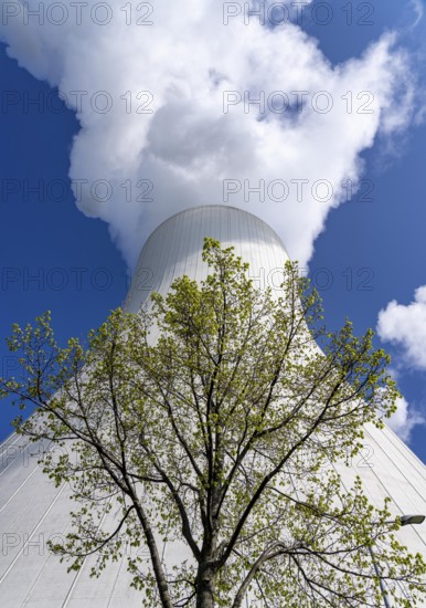 Cooling tower of the Duisburg-Walsum coal-fired power plant, combined heat and power plant operated by STEAG and EVN AG, 181 metres high, power plant unit 10, water vapour cloud, tree, Duisburg, North Rhine-Westphalia, Germany