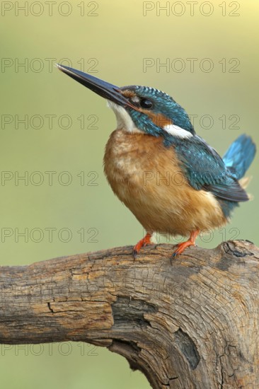 Common Kingfisher (Alcedo atthis) juvenile male, Nizhegorodskaya, Russia