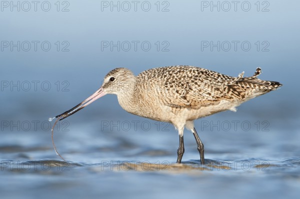 Marbled Godwit (Limosa fedoa), Texas, USA