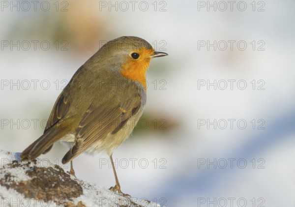European Robin (Erithacus rubecula), Lower Saxony, Germany