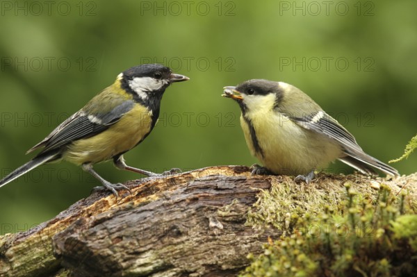 Great Tit (Parus major) juvenile, Lower Saxony, Germany