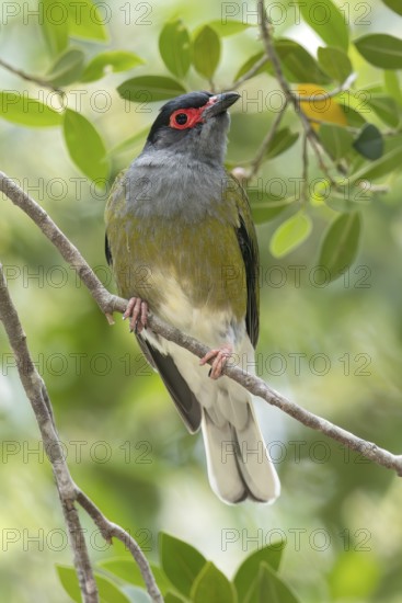 Australasian Figbird (Sphecotheres vieilloti) perched on a branch in eastern Australia