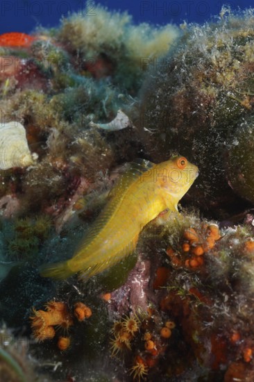 Variable blenny (Parablennius pilicornis) in the Mediterranean Sea near Hyères. Dive site Giens Peninsula, Côte dAzur, France