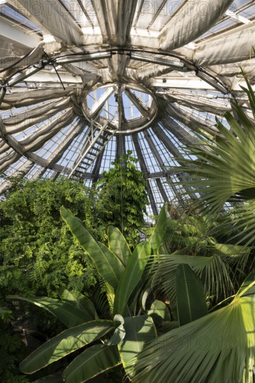 View of lush tropical vegetation up to a decorative domed glass roof structure, historic greenhouse, Palm House, Botanical Garden or Botanisk Have, University, Copenhagen, Denmark