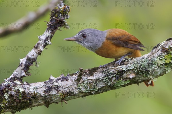 Grey-hooded Attila (Attila rufus) perched on a branch in the Atlantic rainforest of southeast Brazil