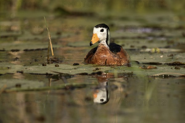 African Pygmy Goose (Nettapus auritus), Lake Hawassa, Ethiopia