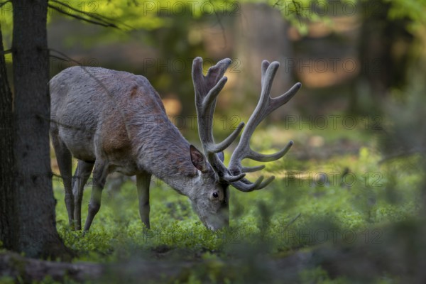 The red deer (Cervus elaphus) savours the fresh shoots of the bilberry, in mid-July the new antlers already show their future shape and strength, red deer, velvet antlers, spring, change of coat, Germany