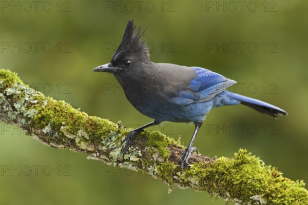 Steller's Jay (Cyanocitta stelleri), British Columbia, Canada