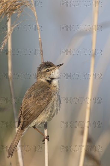 Paddyfield Warbler - Feldrohrsänger - Acrocephalus agricola ssp. septimus, Russia (Ural)