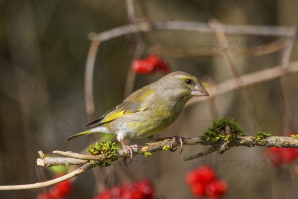 Greenfinch (Carduelis cloris) male on a branch with red berries and curved branches, Baden-Württemberg, Germany