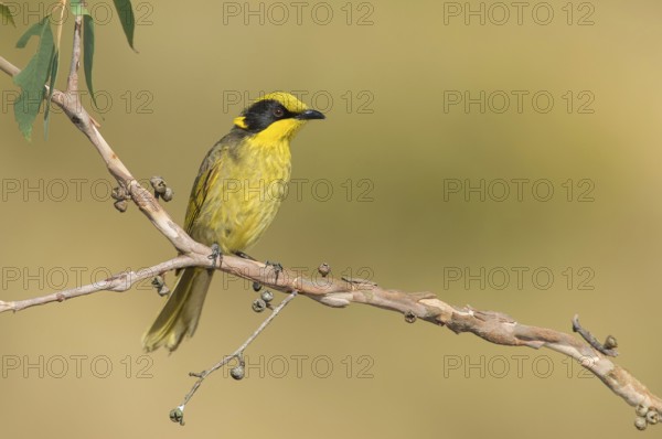 Yellow-tufted Honeyeater (Lichenostomus melanops), Victoria, Australia