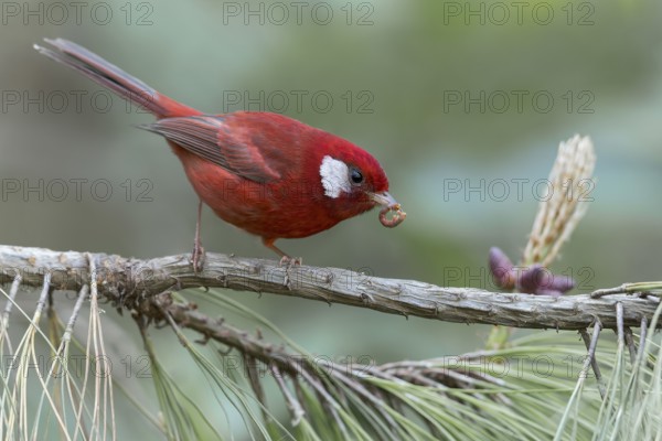 Red Warbler (Cardellina rubra) perched on a branch in Oaxaca, Mexico