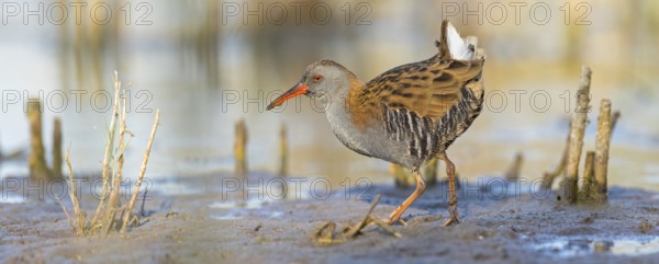 Water rail, (Rallus aquaticus), biotope, habitat, animal, animals, birds, rail family, Der Spieß nature reserve, Worms district, Rhineland-Palatinate, Germany