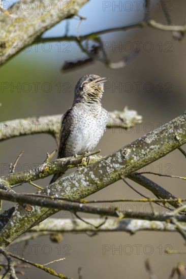 Eurasian wryneck (Jynx torquilla) Germany