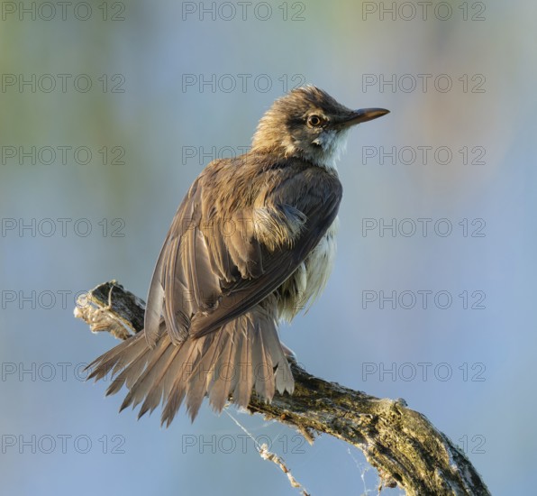Great Reed Warbler (Acrocephalus arundinaceus) standing on an old branch and spreading its wings, blue water behind, Lower Saxony, Germany