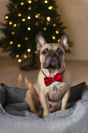 A charming French bulldog wearing a red bow tie sits in a cozy gray dog bed Behind him, a beautifully lit Christmas tree adds a festive touch to the scene