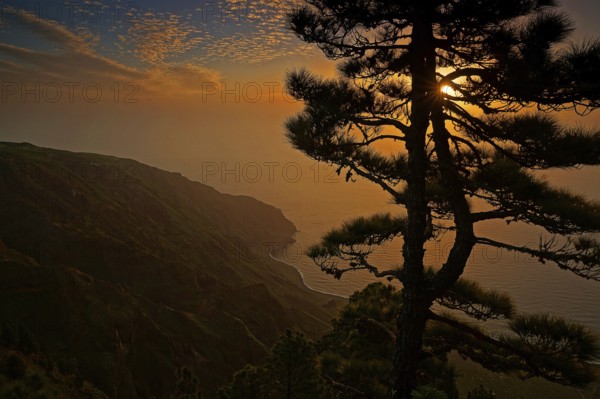Canary Islands, El Hierro, coast, pine trees, sunset, El Hierro, Canary Islands, Spain