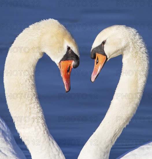 Mute Swan (Cygnus olor) pair displaying, Baden-Wuerttemberg, Germany