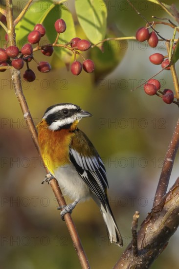 Western Spindalis (Spindalis zena) perched on a branch in Cuba